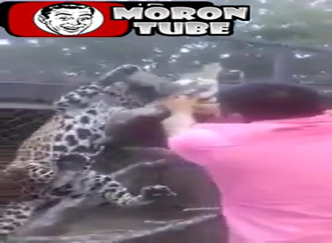 Video :Bolivia - Zoo visitors rescue a sloth that a jaguar had attacked